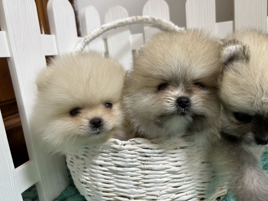 Померанский шпиц