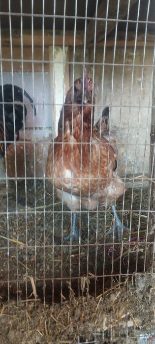 Uxelvi tovuqlar sotiladi