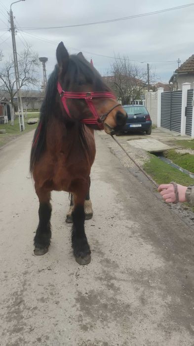 Vând mânză ardeneză de 3 ani!
