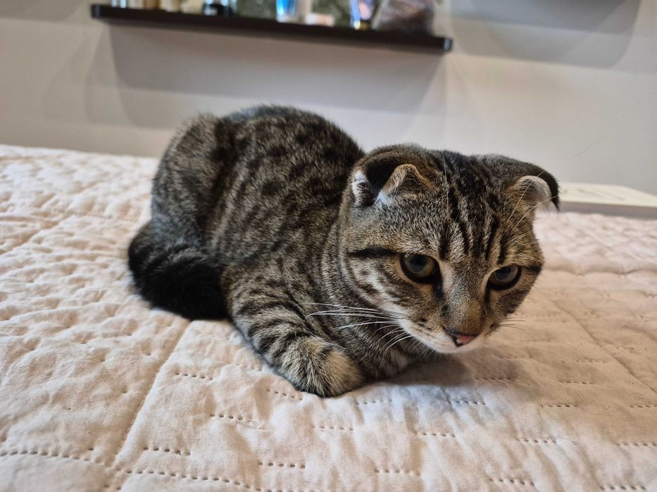 Котенок шотландский вислоухий