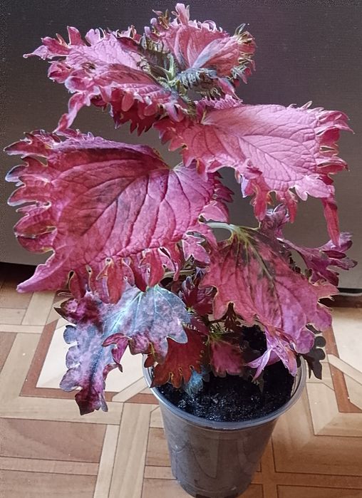 Колеус продаю. Колеус продаю.