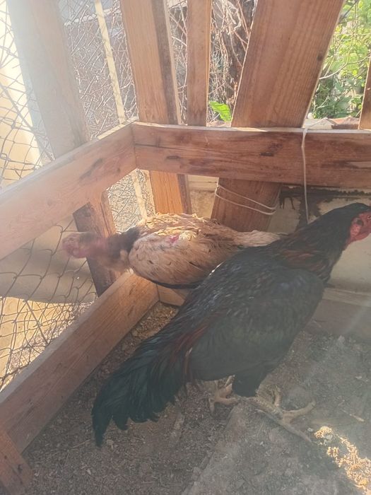 Продам бойцовский петух