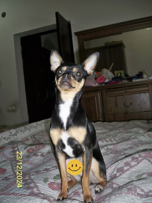 Вязка той терьер