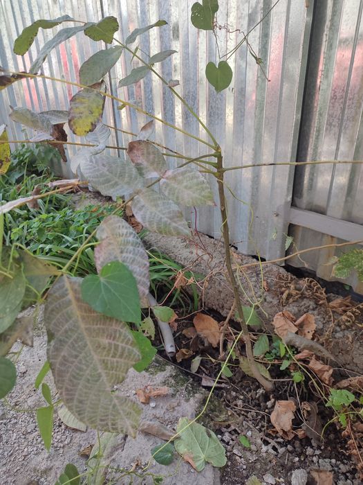 Продам дерево ореха