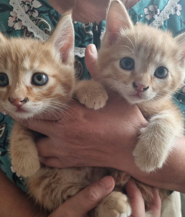 Бесплатно котята