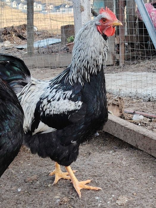 Cocosi din anul 2025