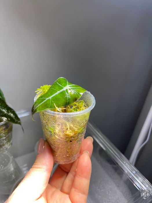 Алоказии ,комнатные цветы