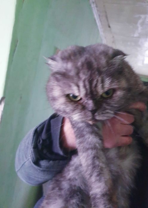 Zotdor mushuk narxi kelishiladi