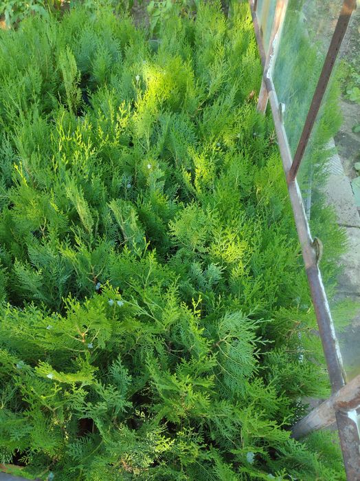 Източноевропейска Туя подходяща за огради Отстъпка