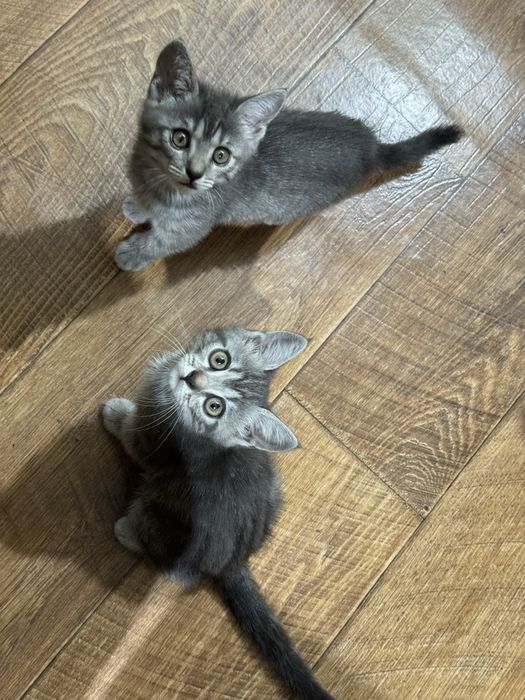 Котята шотландские