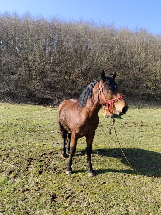 Vând sau schimb  mânz