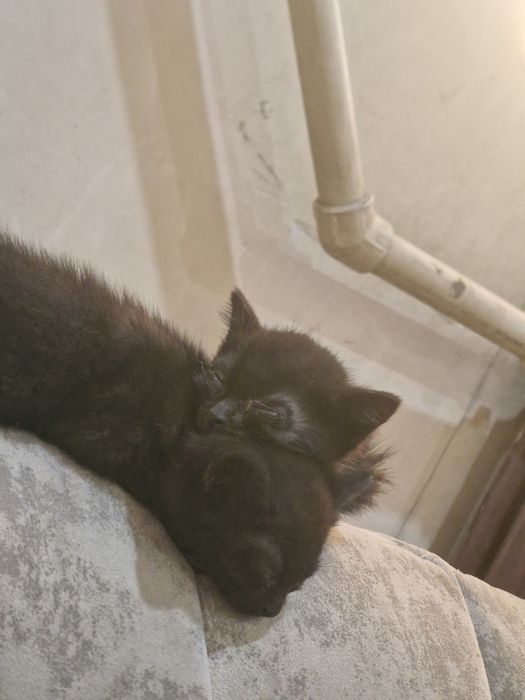 Отдам котят в добрые руки.