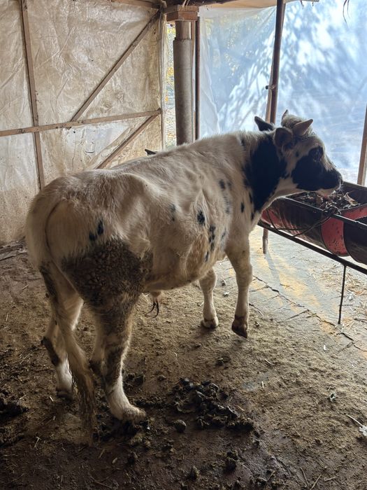 Хукиз сотилади. Бокишга 1,5 еш