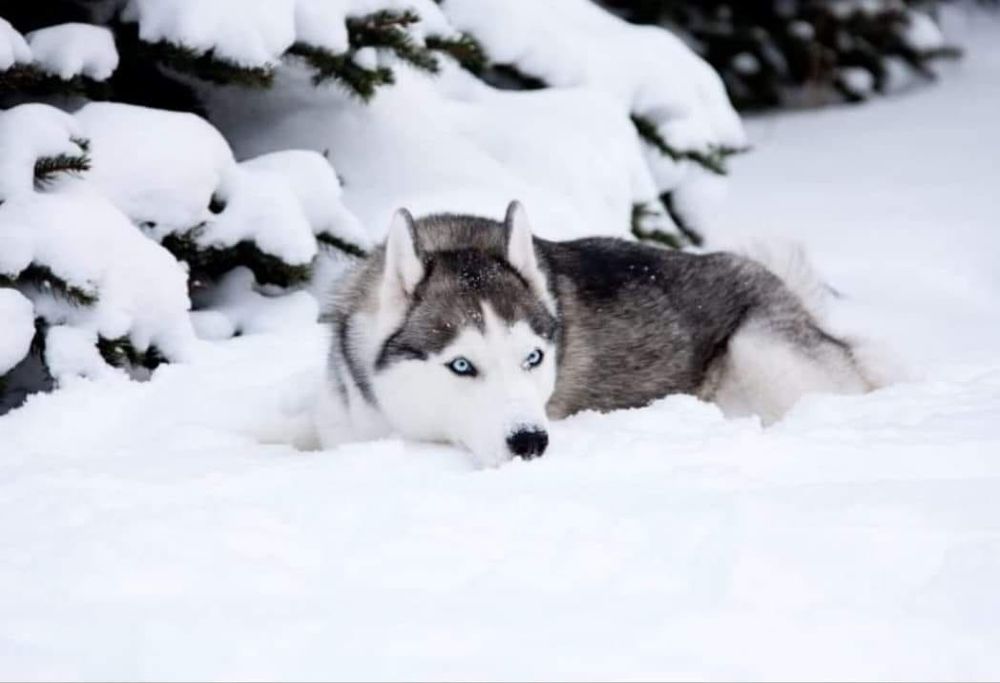 Oferta Husky Siberian, fetita, la un pret modest