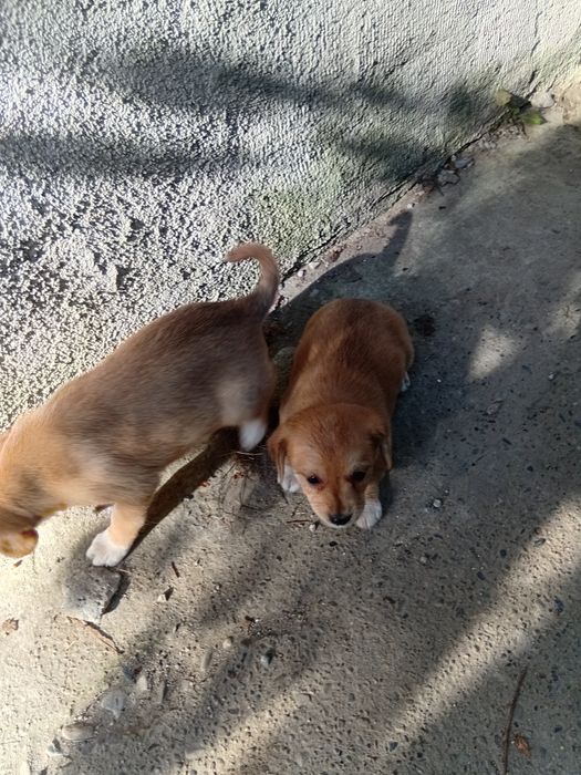 Dau căței spre adopție