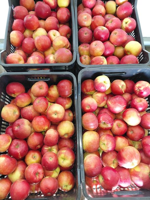 Vând mere golden, idared, florina