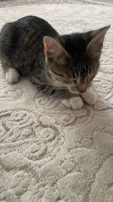отдам кота бесплатно