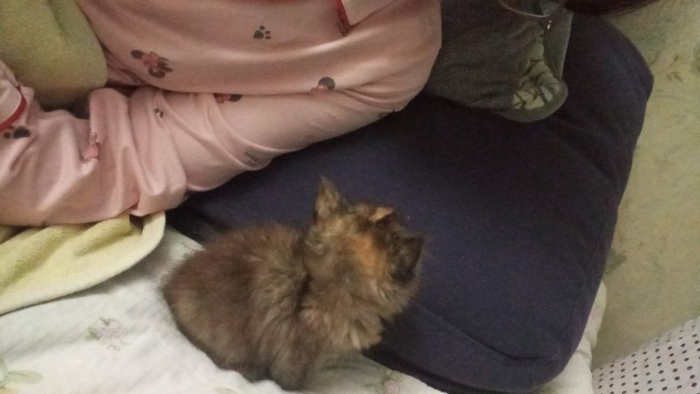 Отдам котенка даром