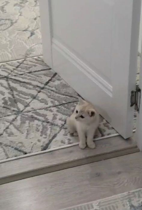 Маленькая милая кошечка необычного цвета около 2 месяцев