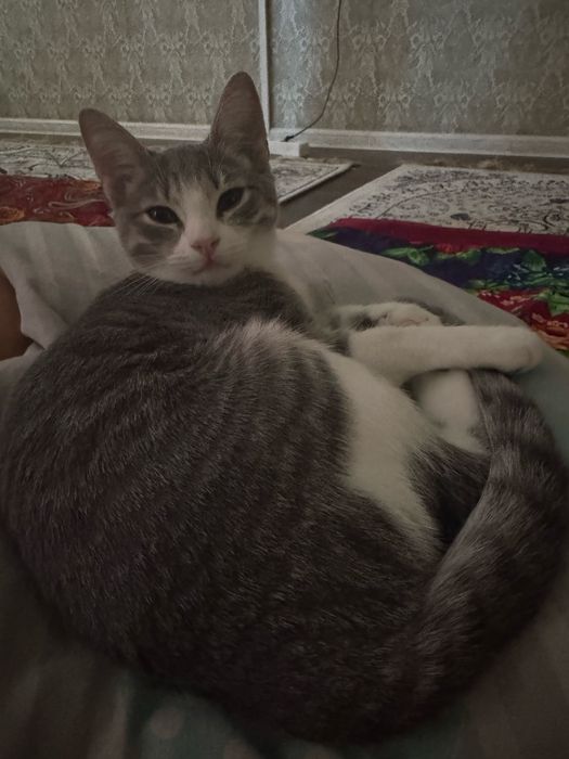 Кошка домашняя в добрые руки