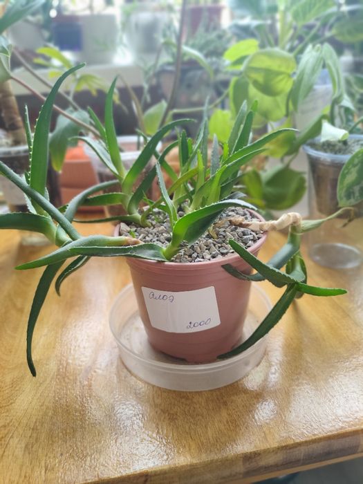 Алоэ, домашнее растение