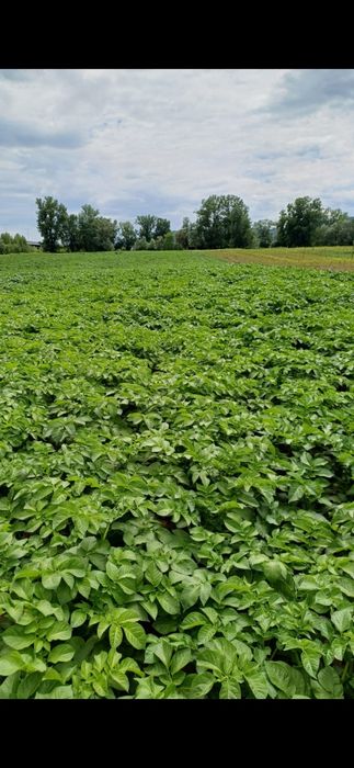 Cartofi de sămânță