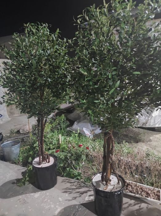 Оливковый дерева Зайтун дарахт