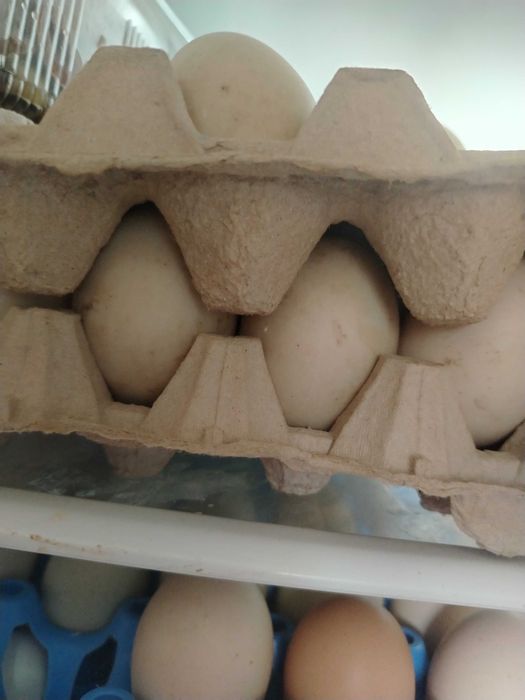 Vând oua de casa bio (prepeliță , Găină , Rață )