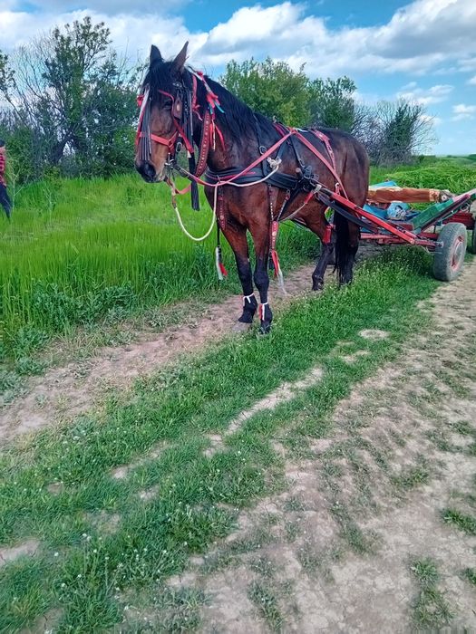Iapă trapasă garantată