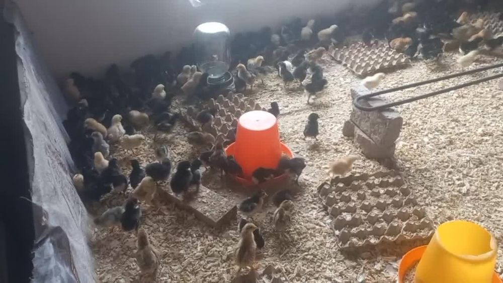 Andijon qora tovuq va rangli joʻjalar sotiladi inkubator xizmati ham b