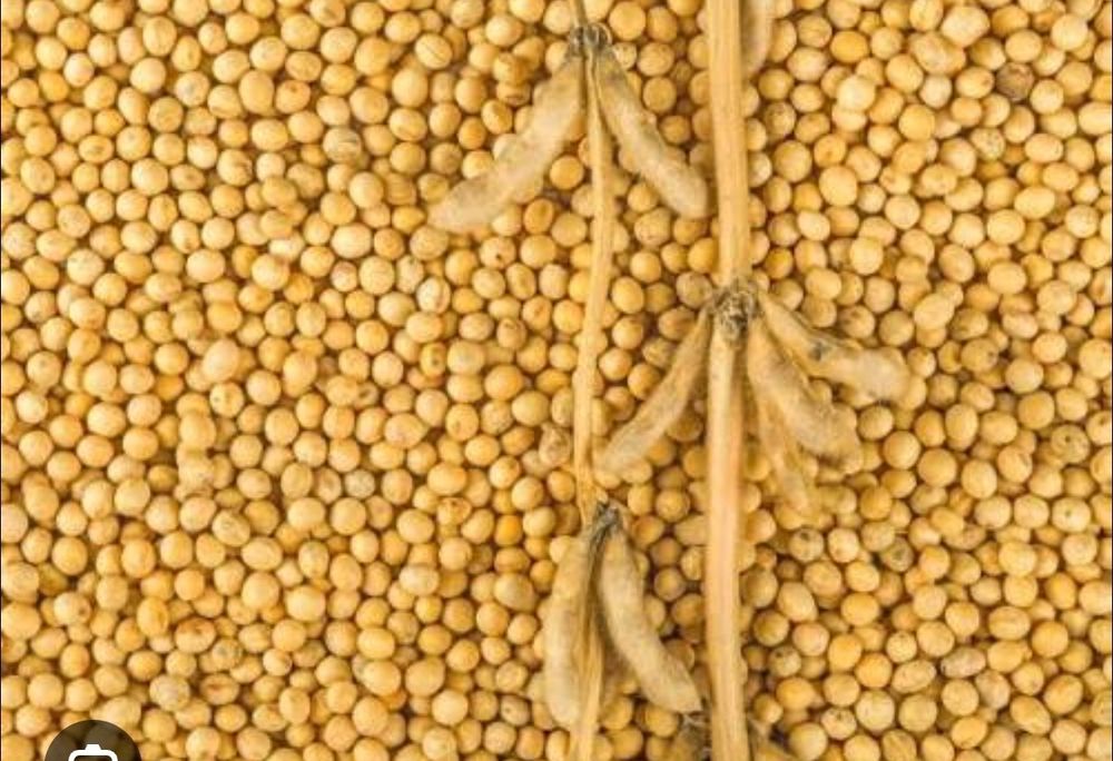 ГМО соя высоко урожайности