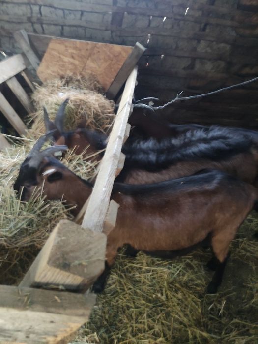 Capră Alpină Franceza