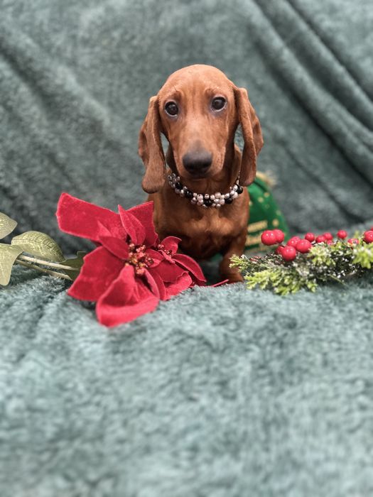 Mascul teckel cu Pedigree Fci