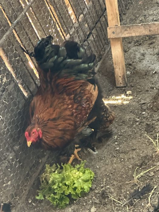 Brahma pasari si altele