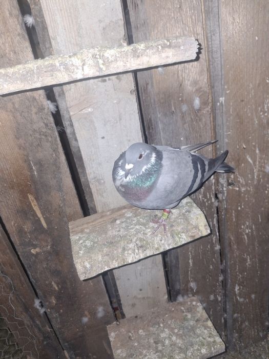 Vând 3 femele voiajor