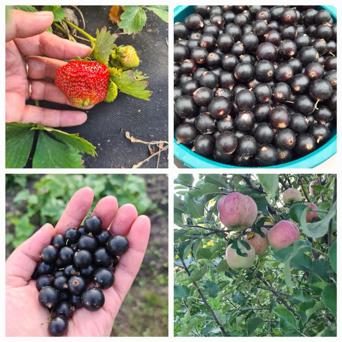 Продам дачный участок