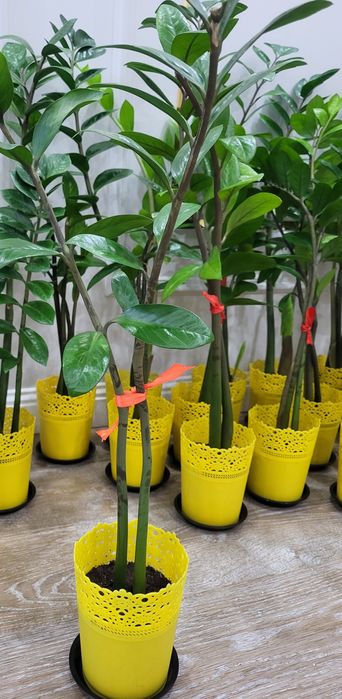 Продам комнатные растения
Стильн