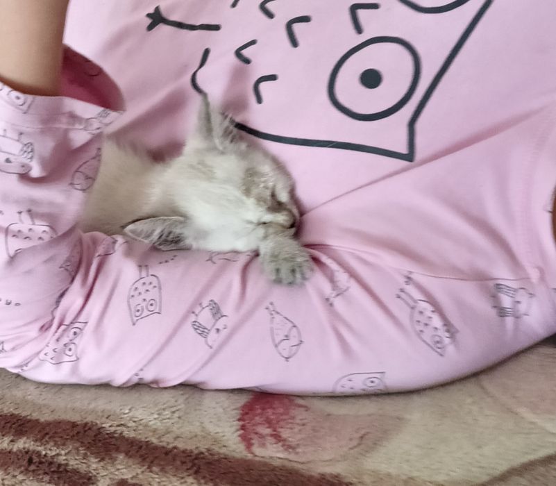 Отдам котенка девочку