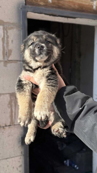 Щенки чистокровных тобетов