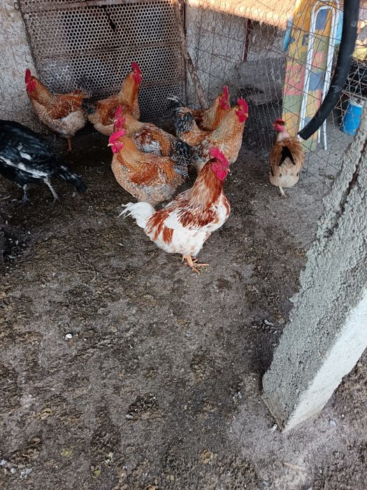 Păsări  cocoș mari