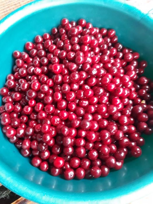 Продам вишню дачную