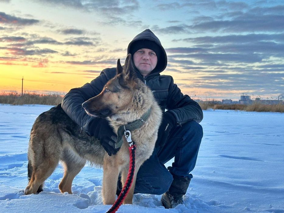 Щенки немецкой овчарки