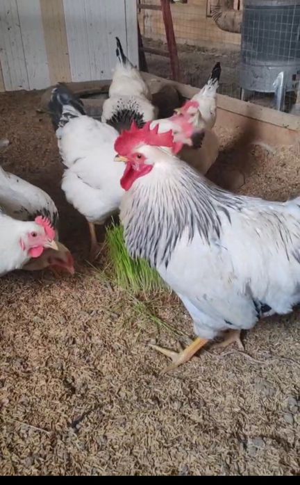 Tovuq jojalar sotlad