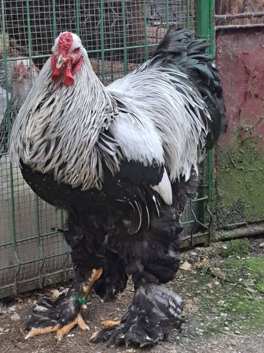 Cocoși brahma herminat inchis