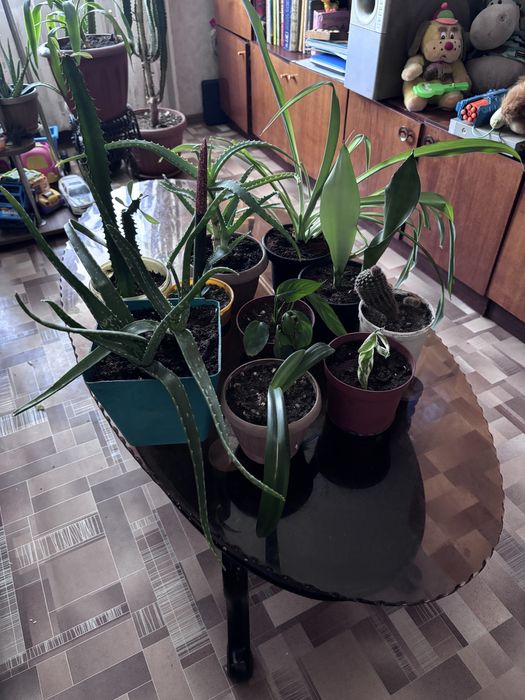 Продам комнатные цветы.