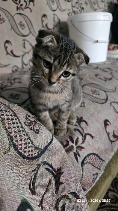 Отдам уличных котят - девочка, мальчик