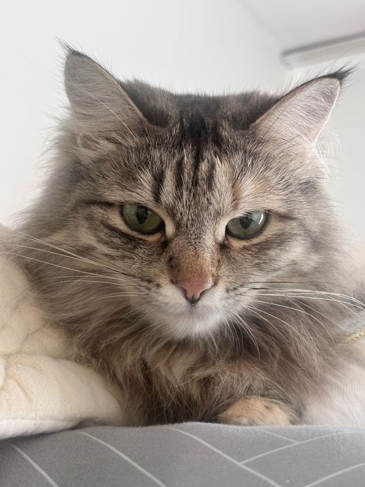 сибирская кошка ищет дом