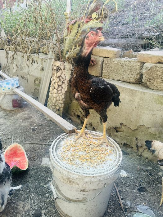 Boboqi turk tovuq sotiladi