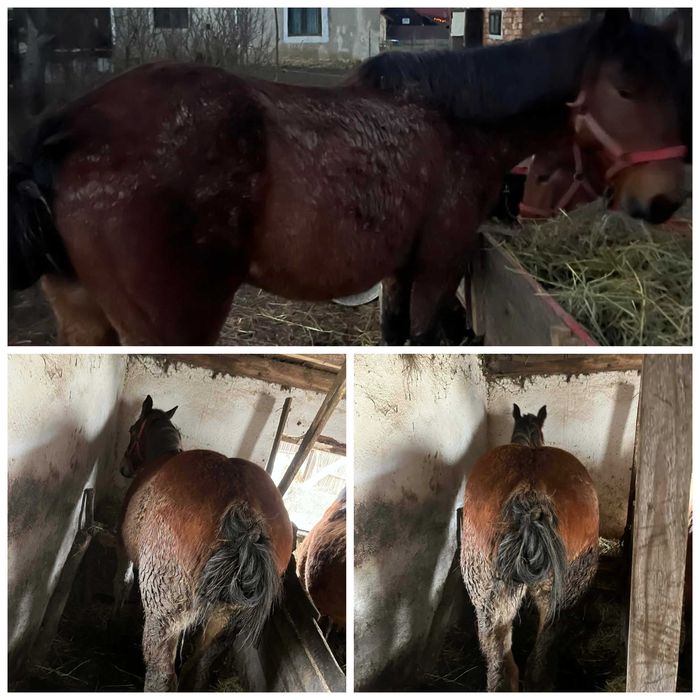 Schimb un cal de 6ani si un manz de 11 luni