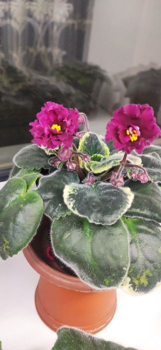 Фиалки сортовые ,цветущие